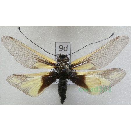 Libelloides coccajus (Denis & Schiffermüller, 1775) France9d